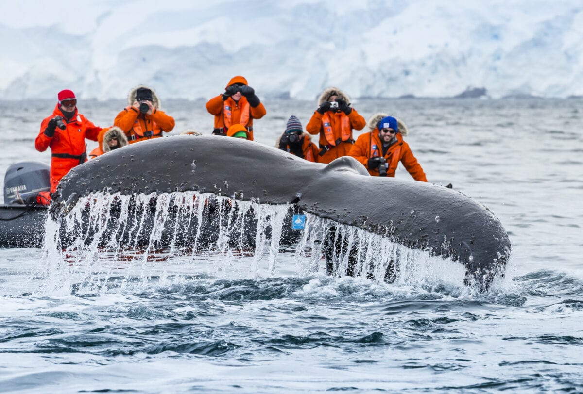 Humpback Whales (Megaptera novaeangliae)