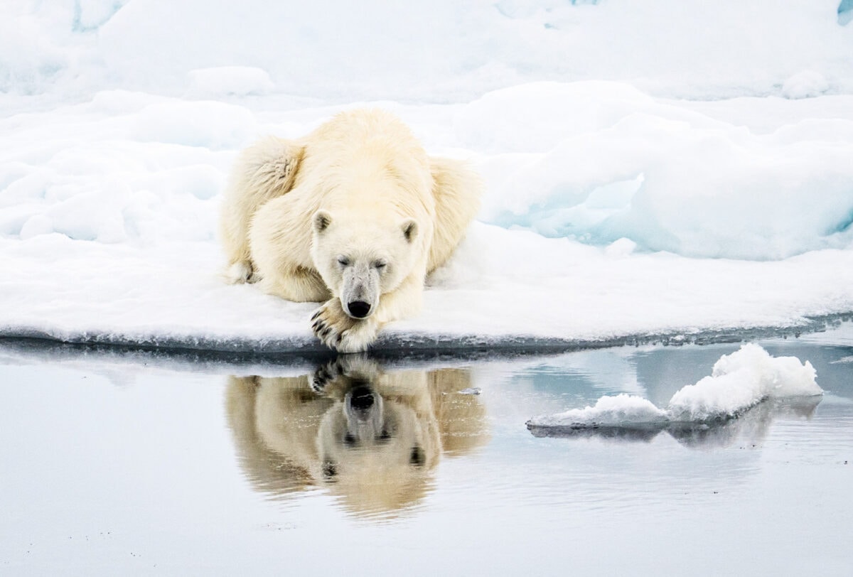 31_ARCTIQUE_OURS_BLANC_©StudioPONANT_©StudioPONANT_MorganeMonnerert