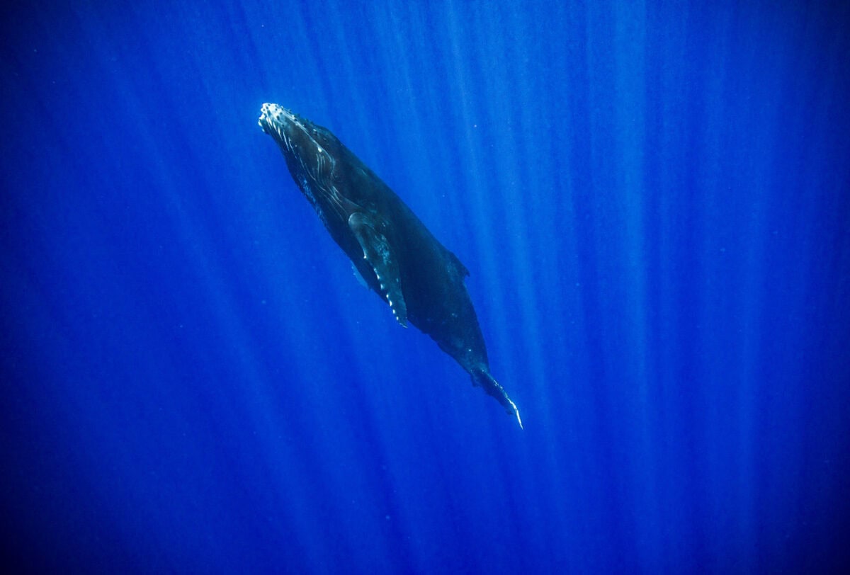 63_Polynesie_Francaise_Baleine_a_Bosse_Moorea©StudioPONANT-Guillaume_Robin_