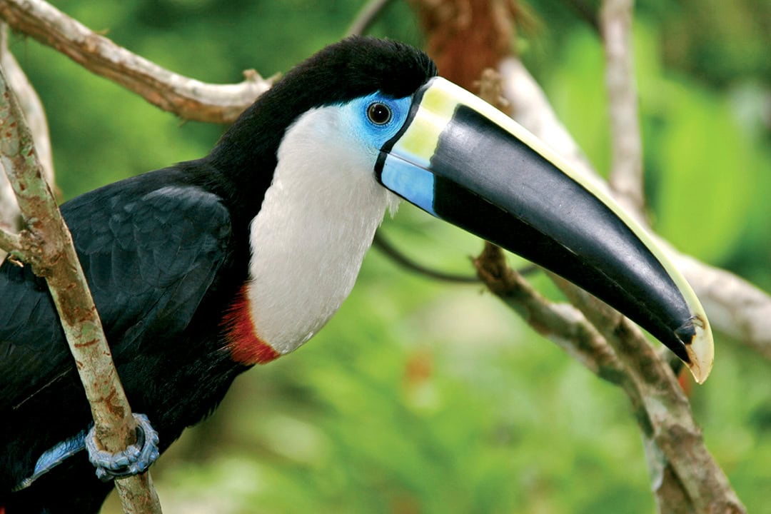 Amazon - Toucan