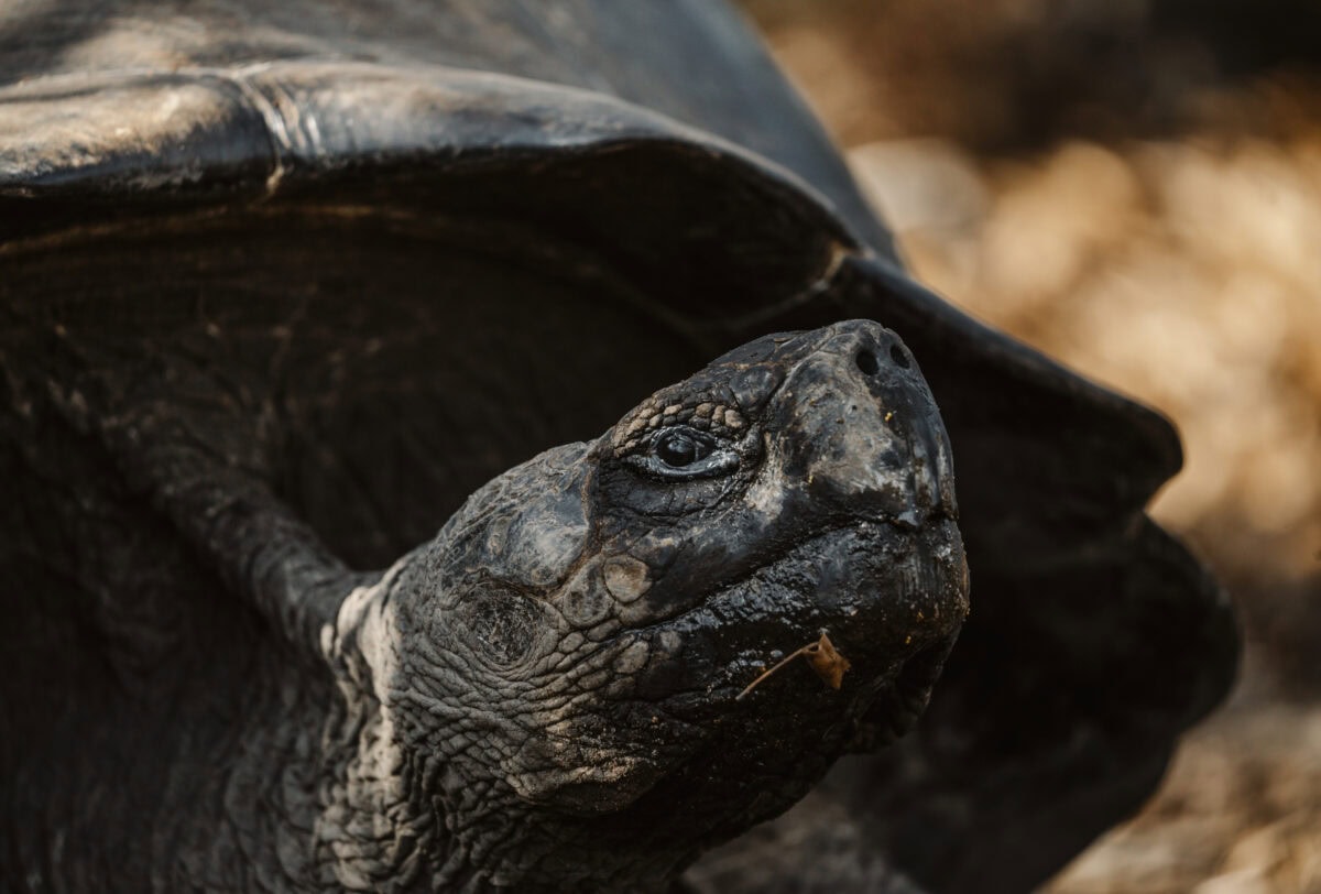 Galapagos Giant Tortoise