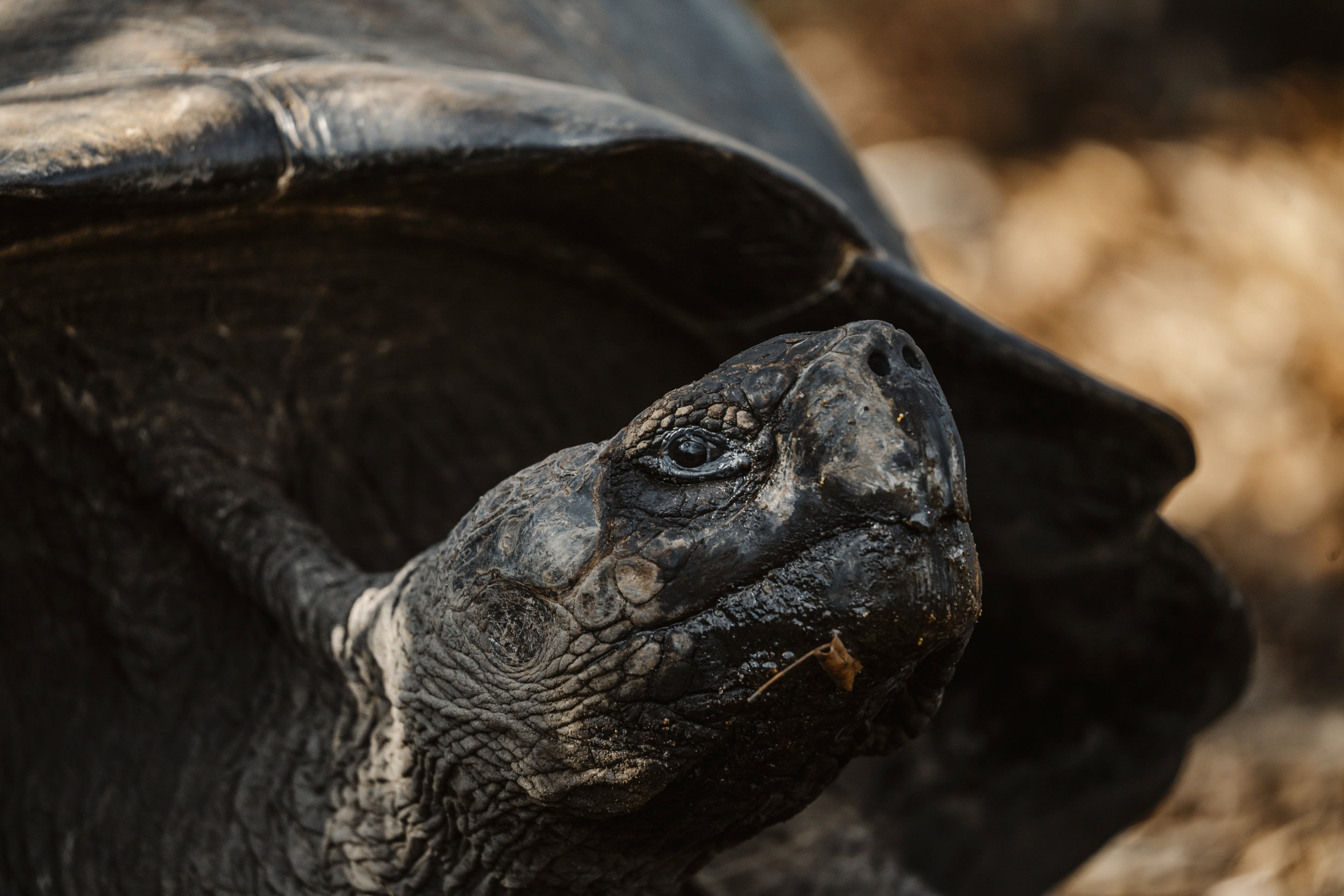 Galapagos Giant Tortoise