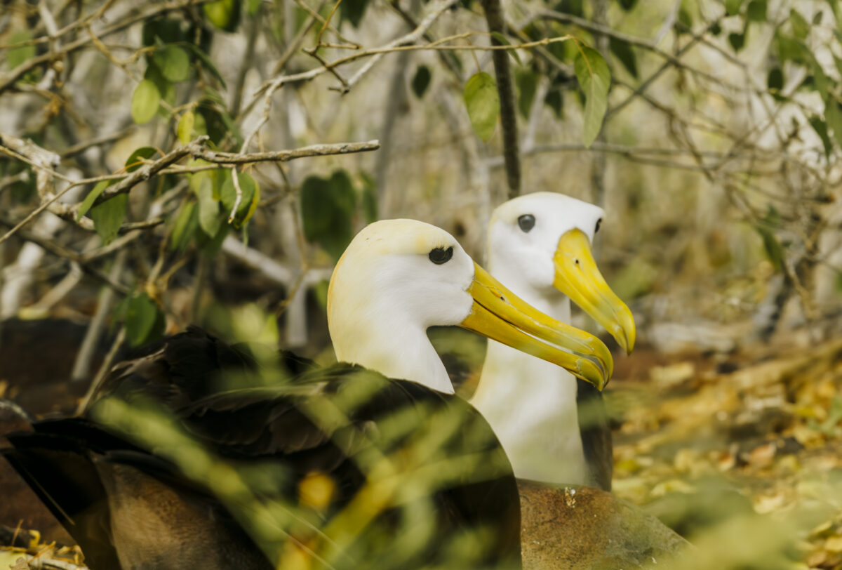 Erick Ramos Waved Albatross 2