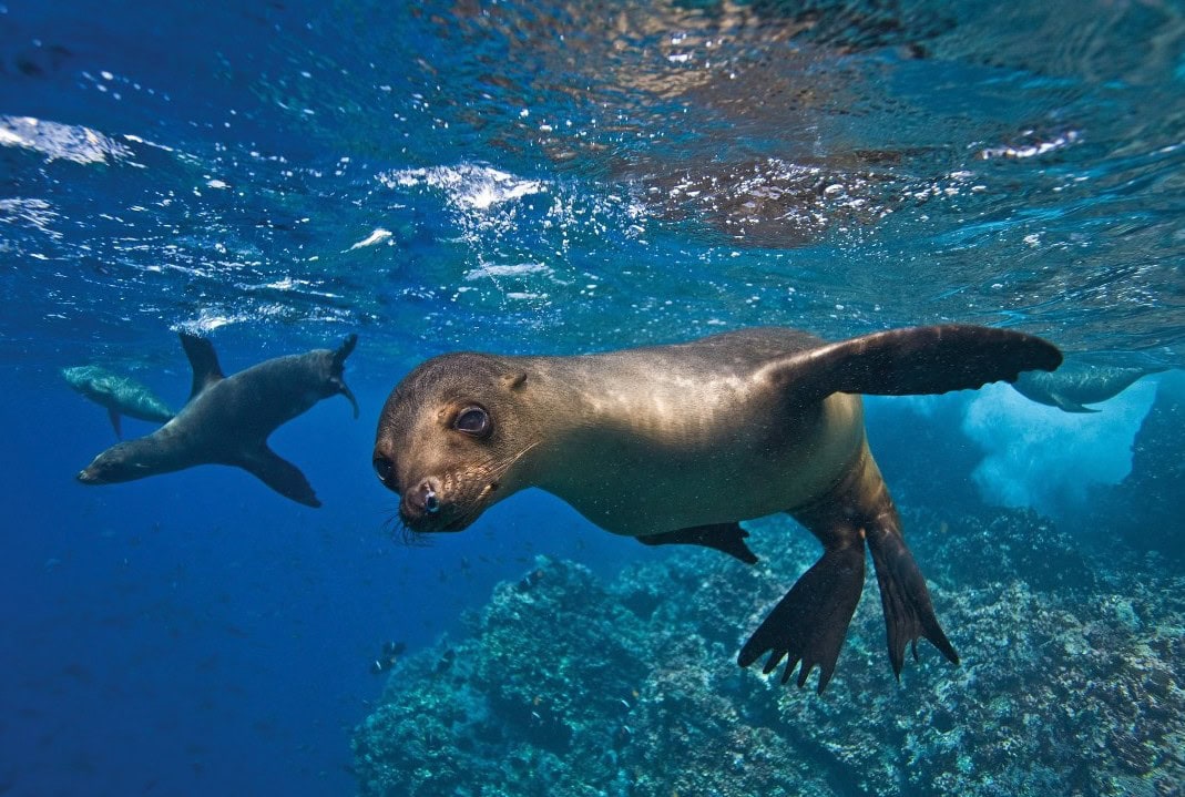 Galapagos3