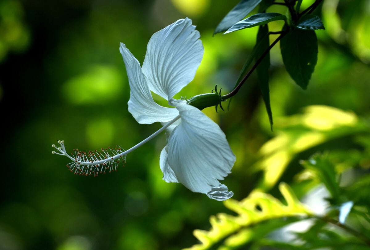 HIBISCUS  Malakula Vanuatu