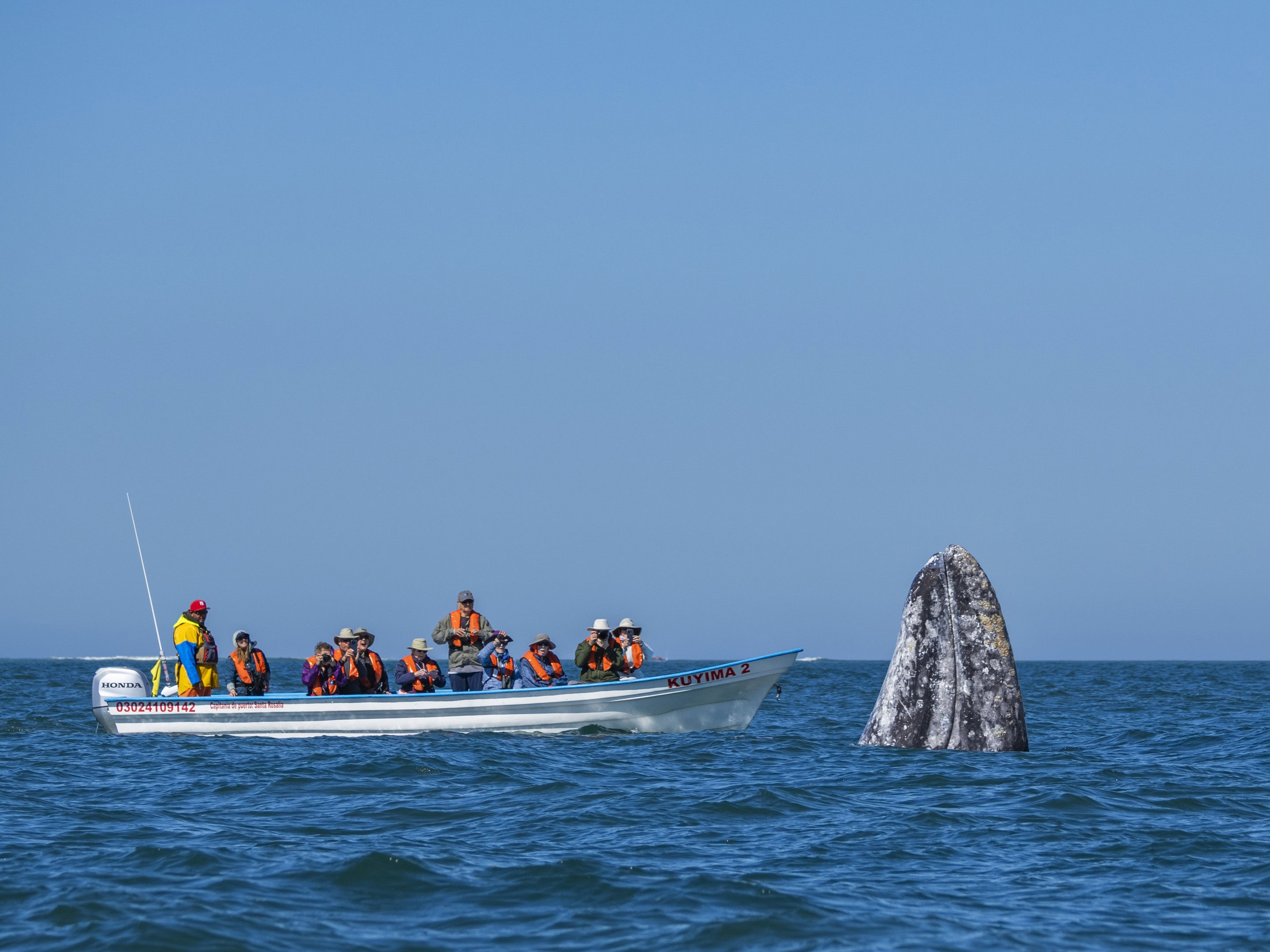 California gray whale (Eschrictius robustus)