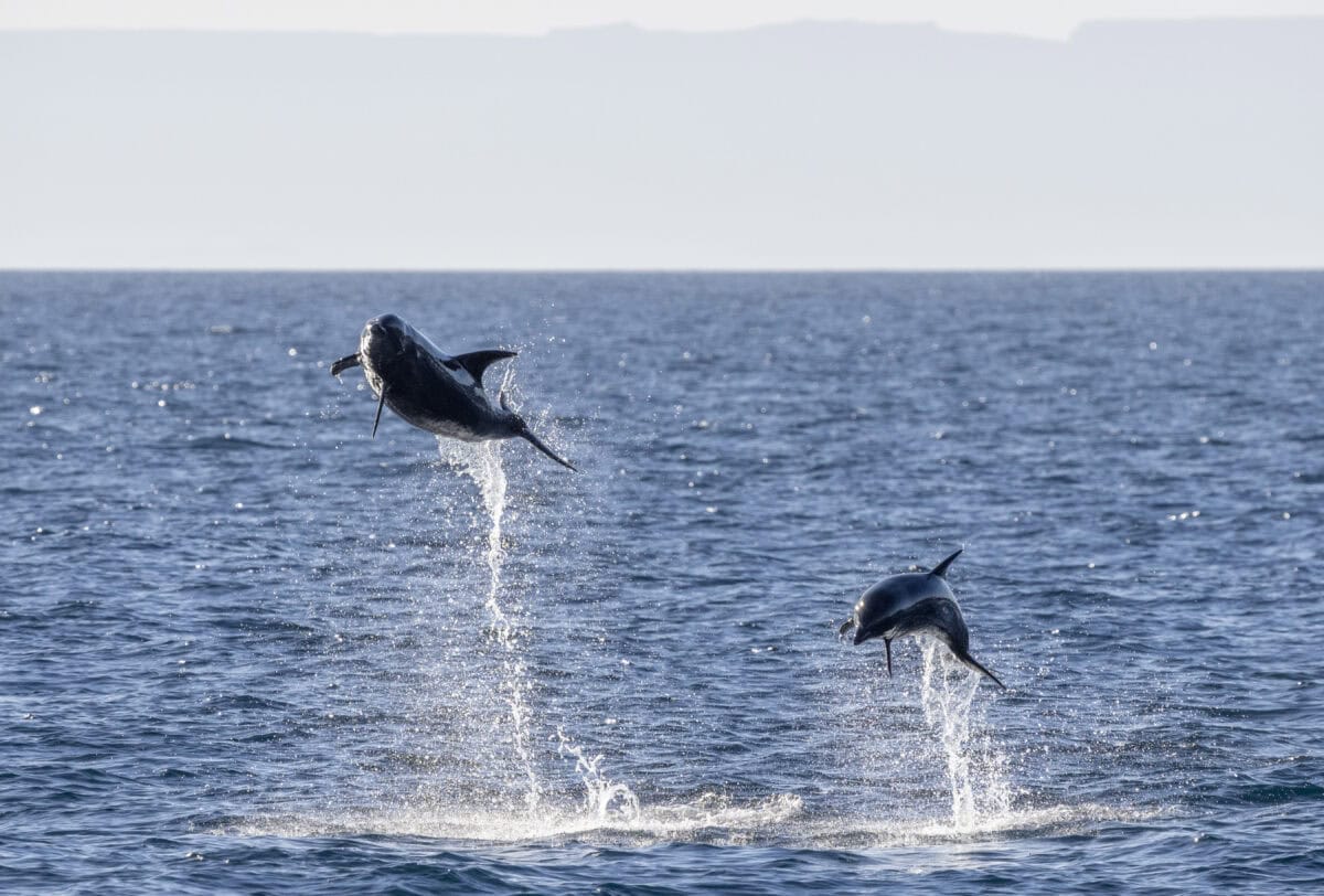 Common bottlenose dolphin, Tursiops truncatus