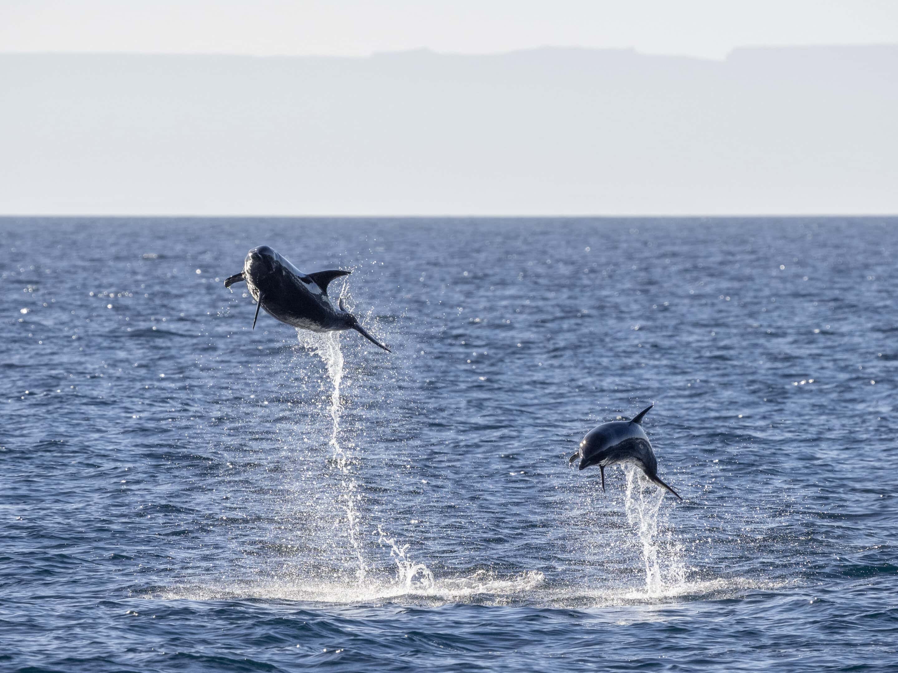 Common bottlenose dolphin, Tursiops truncatus