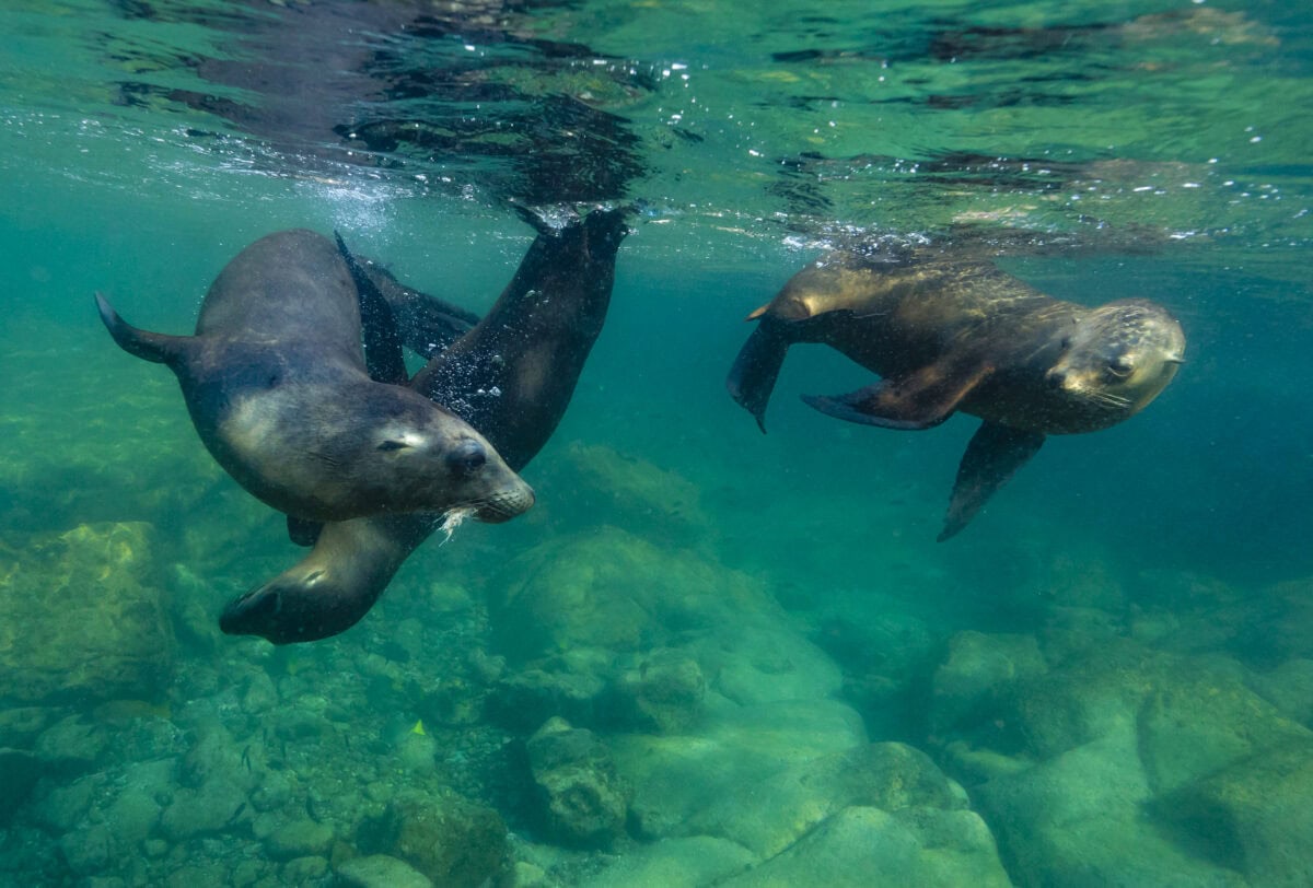 California Sea Lions (Zalophus Californianus)