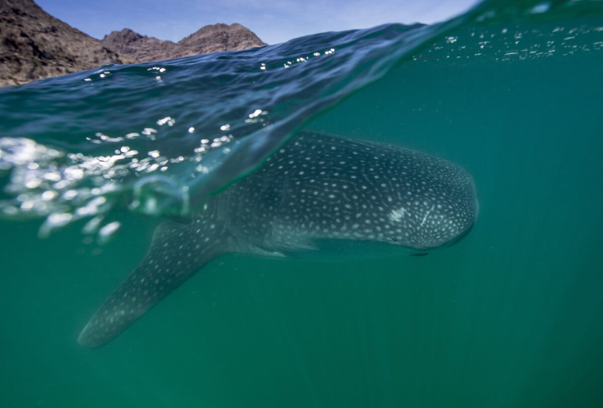 Whale Shark (Rhincodon Typus)