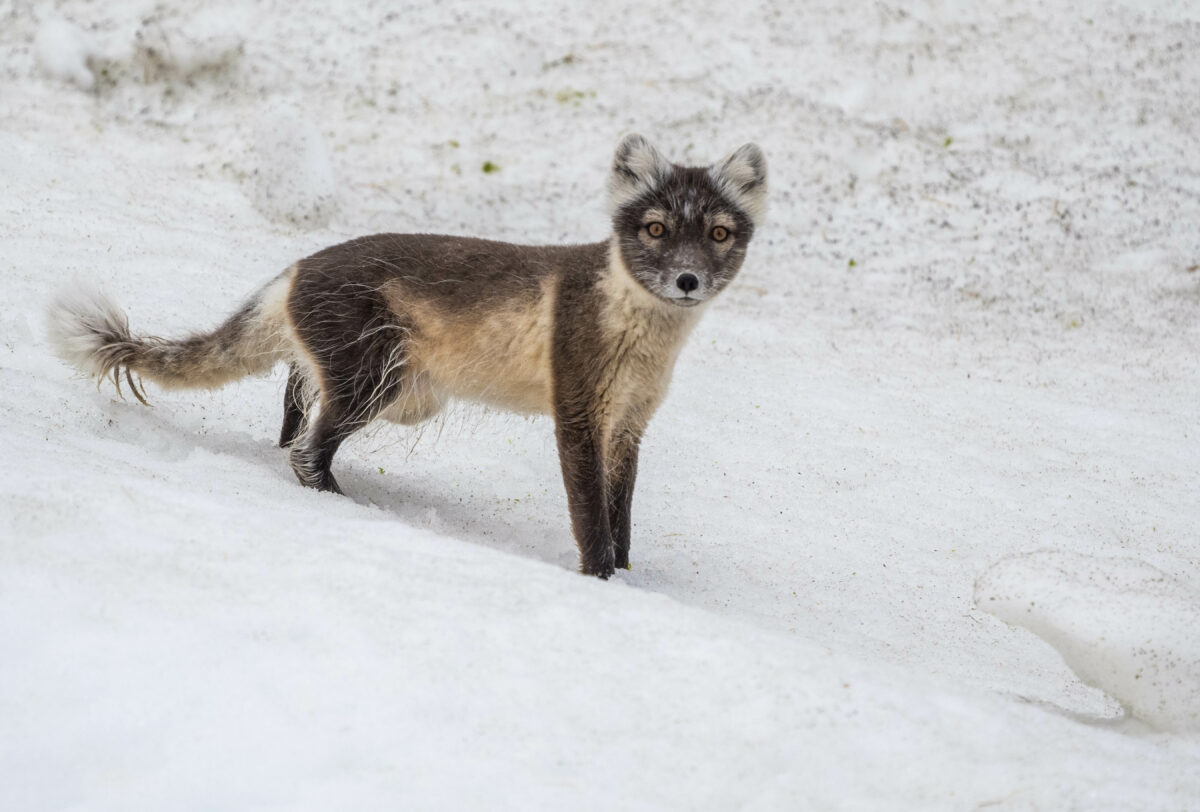 Arctic fox, Vulpes lagopus