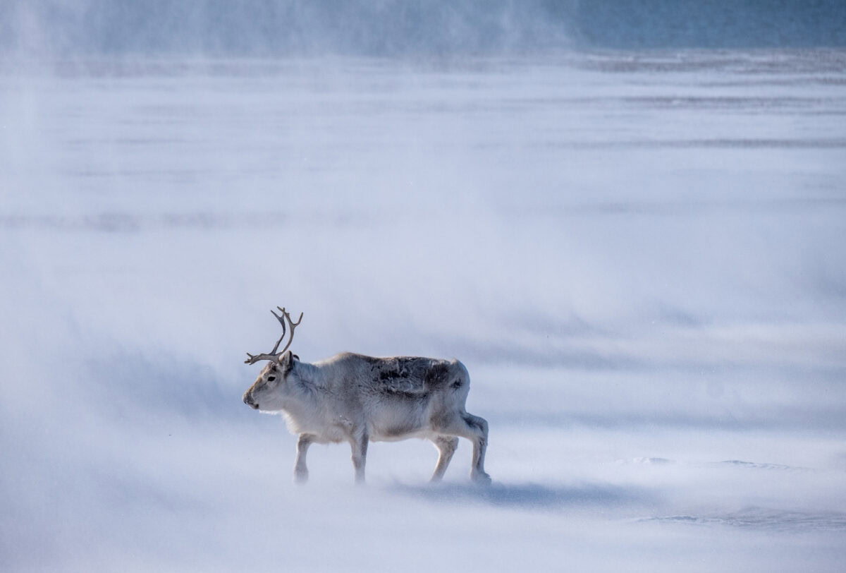 Norway Svalbard ADC 0911