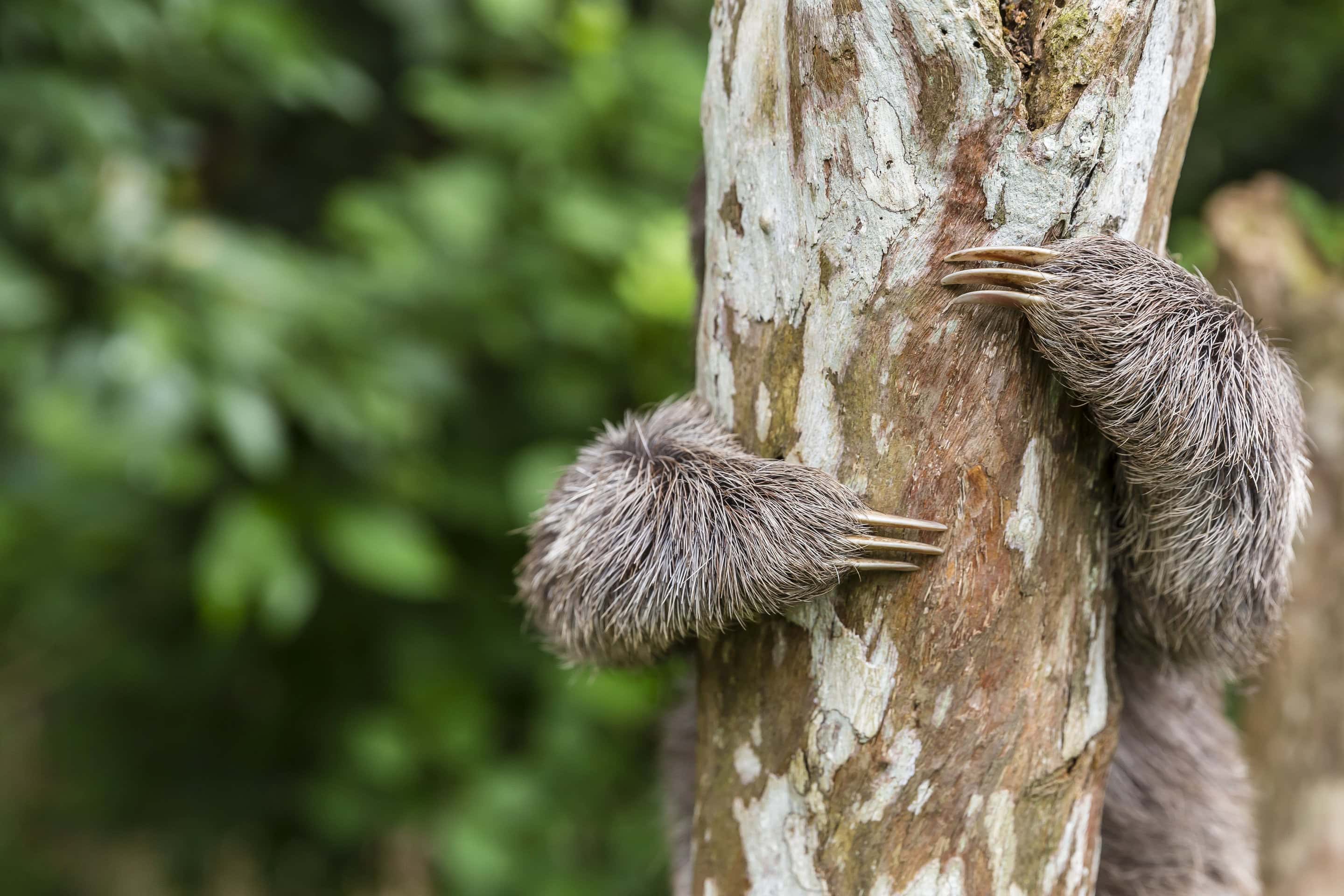 San Francisco Village, Upper Amazon River Basin   Brown throated Three toed Sloth, (Bradypus variegates)