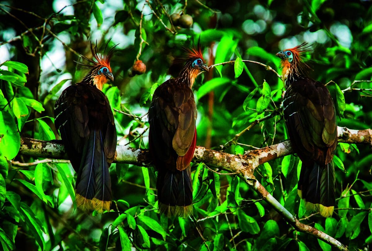 Tropical birds, Hoatzin (Opisthocomus hoazin)