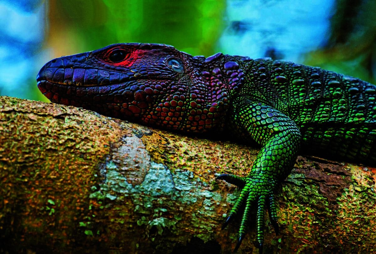 Caiman Lizard (Dracaena guianensis)