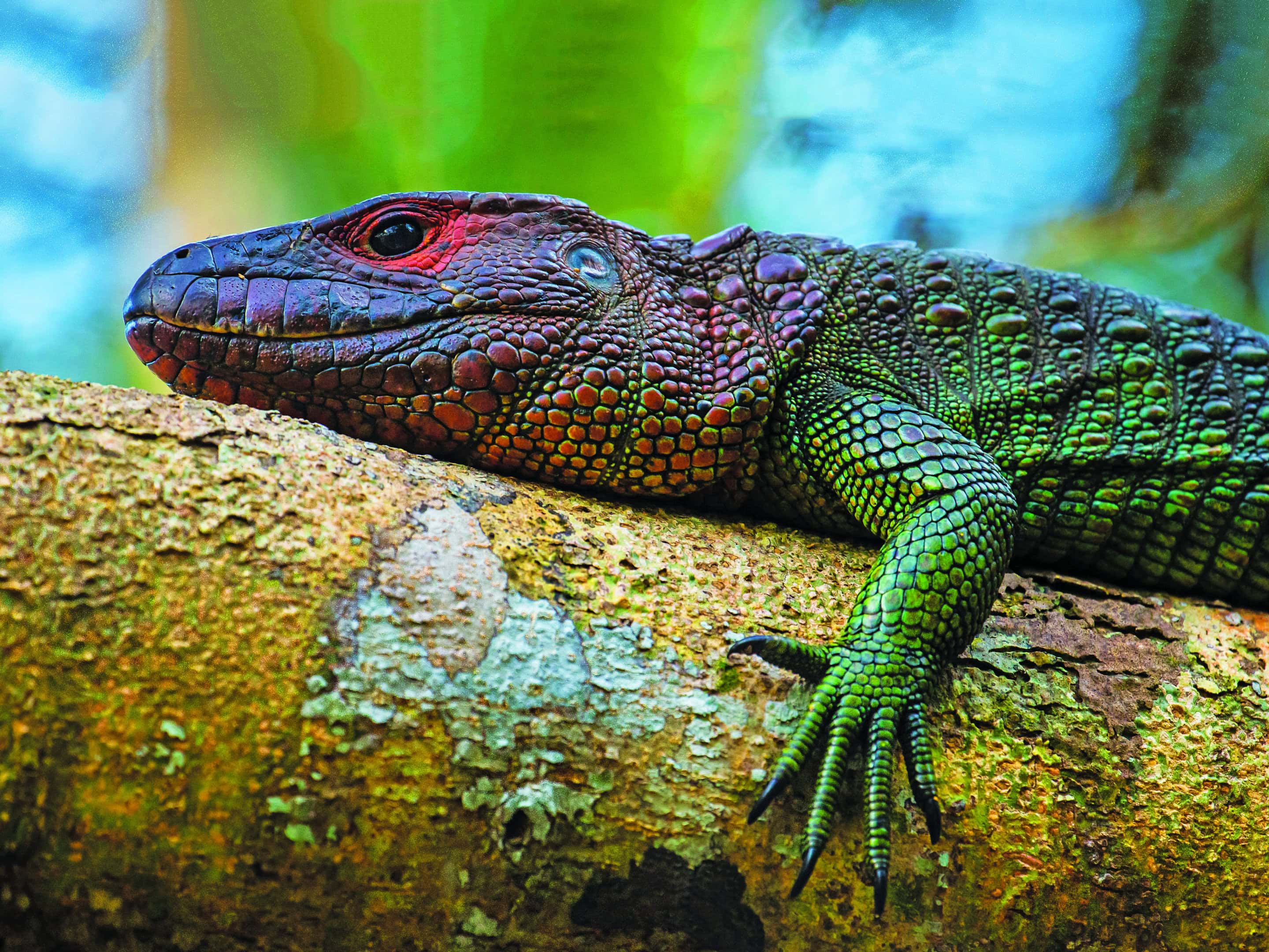 Caiman Lizard (Dracaena guianensis)