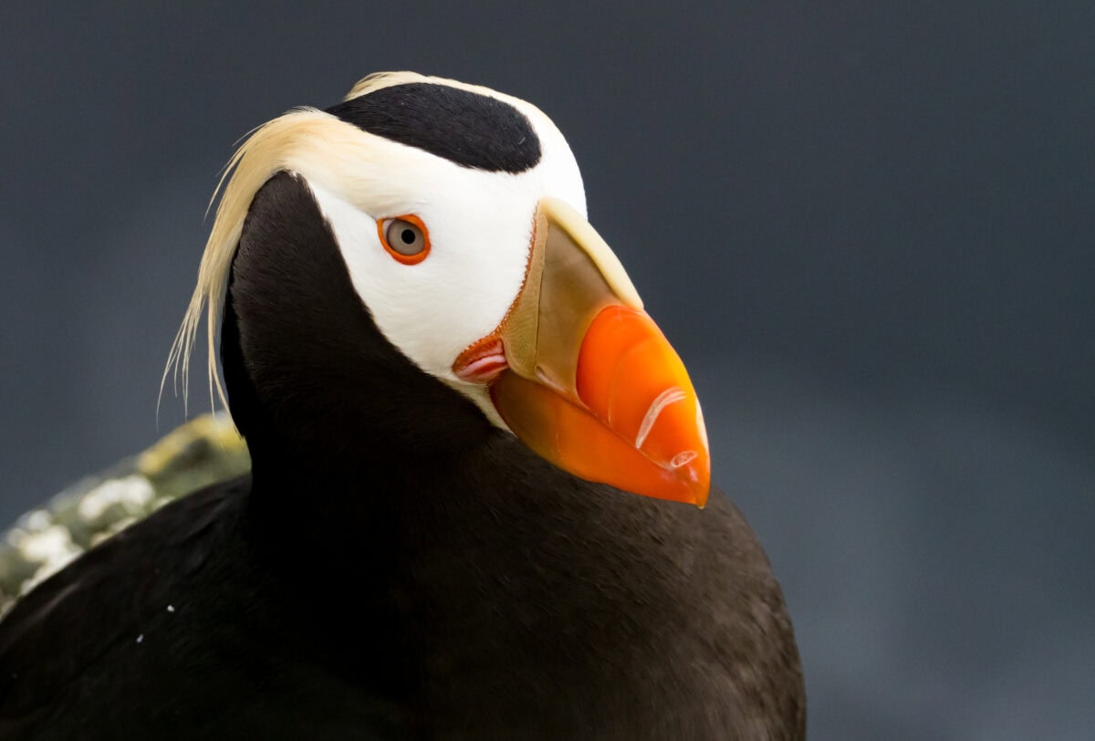 Tufted Puffin, (Fratercula cirrhata)