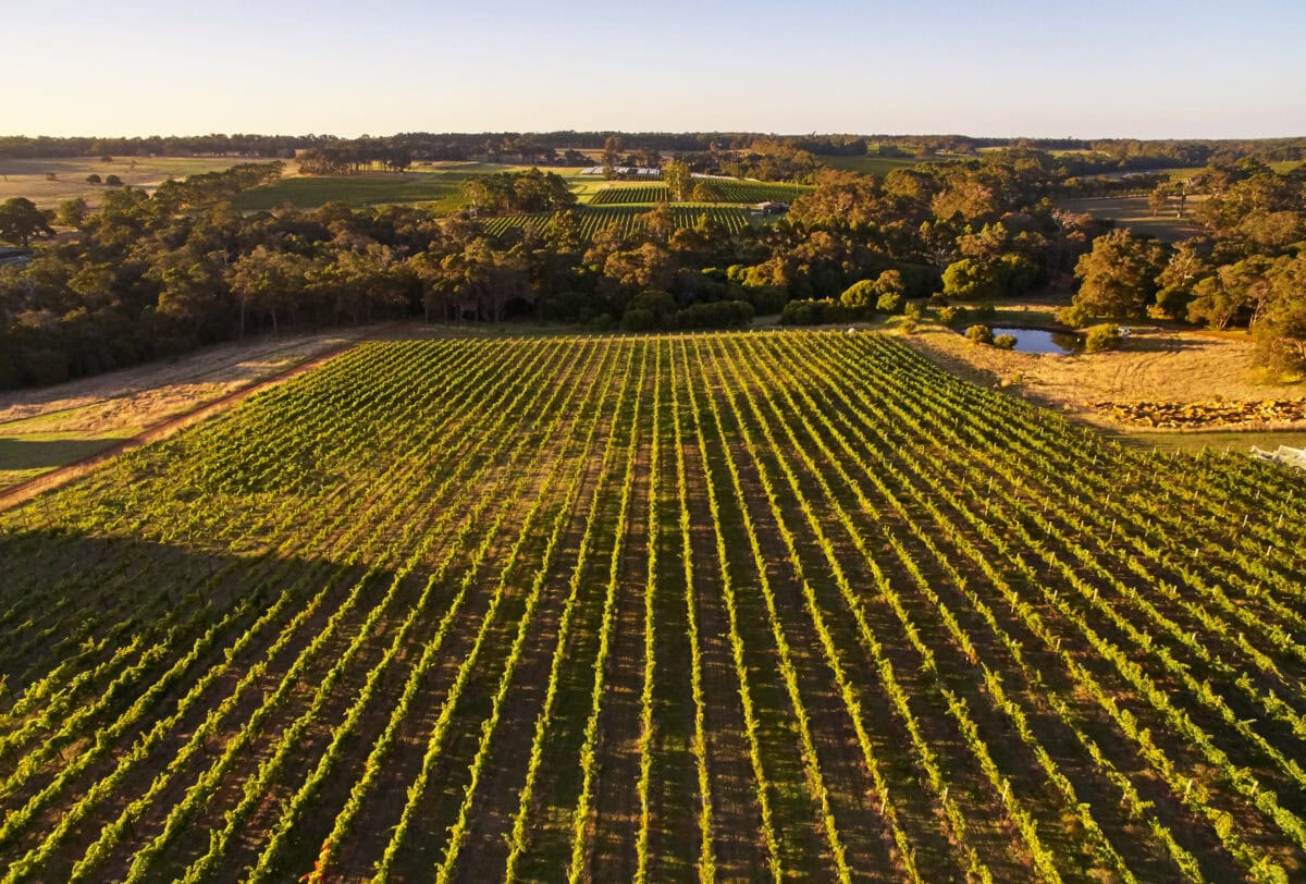 Amato Vino, Margaret River