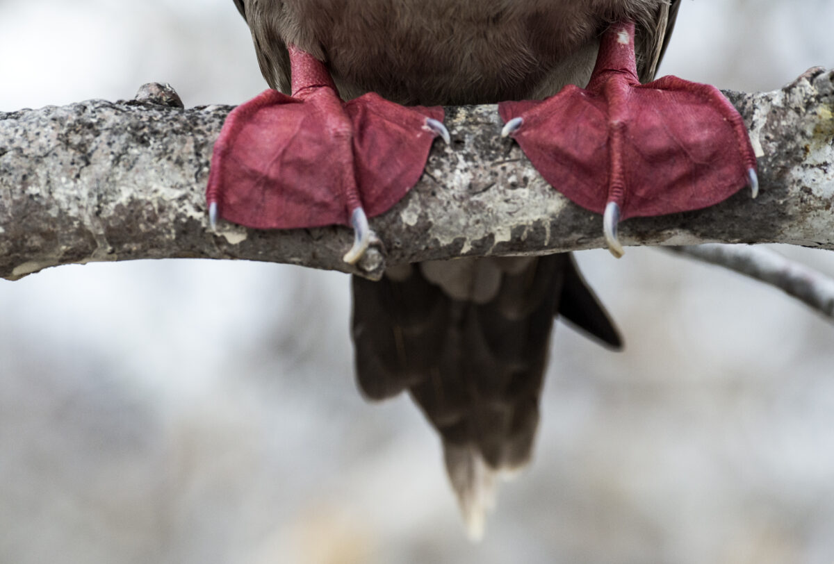 Renato Granieri Red footed booby 2