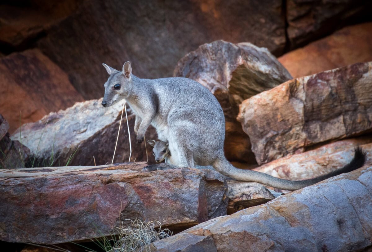 Rock wallaby in Kimberley, Australia.