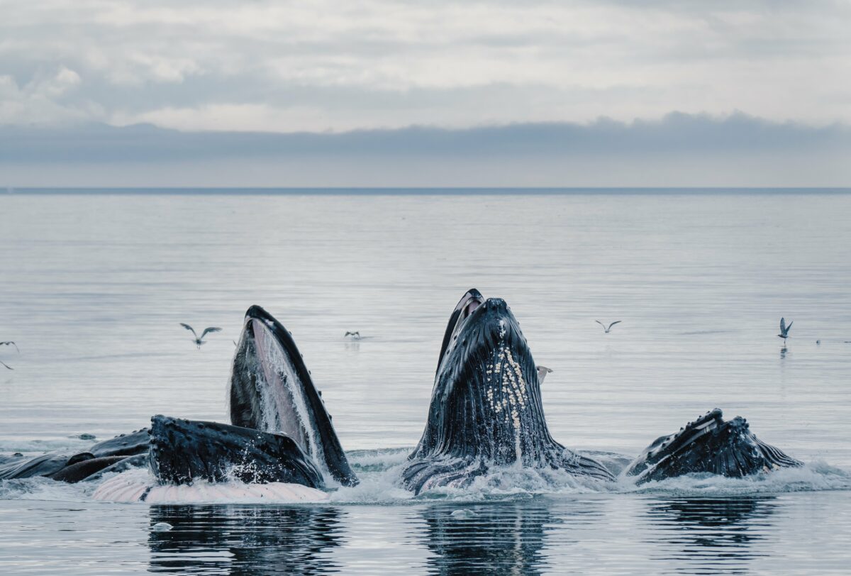 Whales bubble net feeding