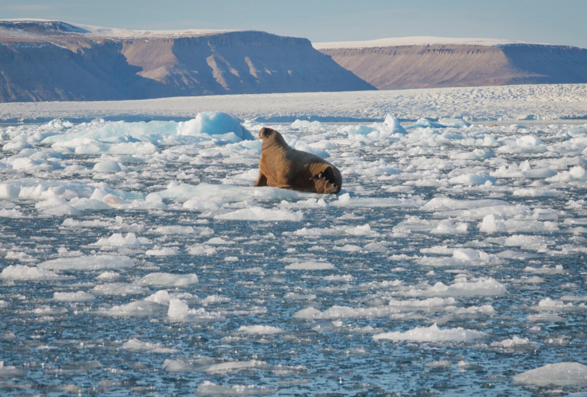 croker_bay_canadianarctic_acaciajohnson