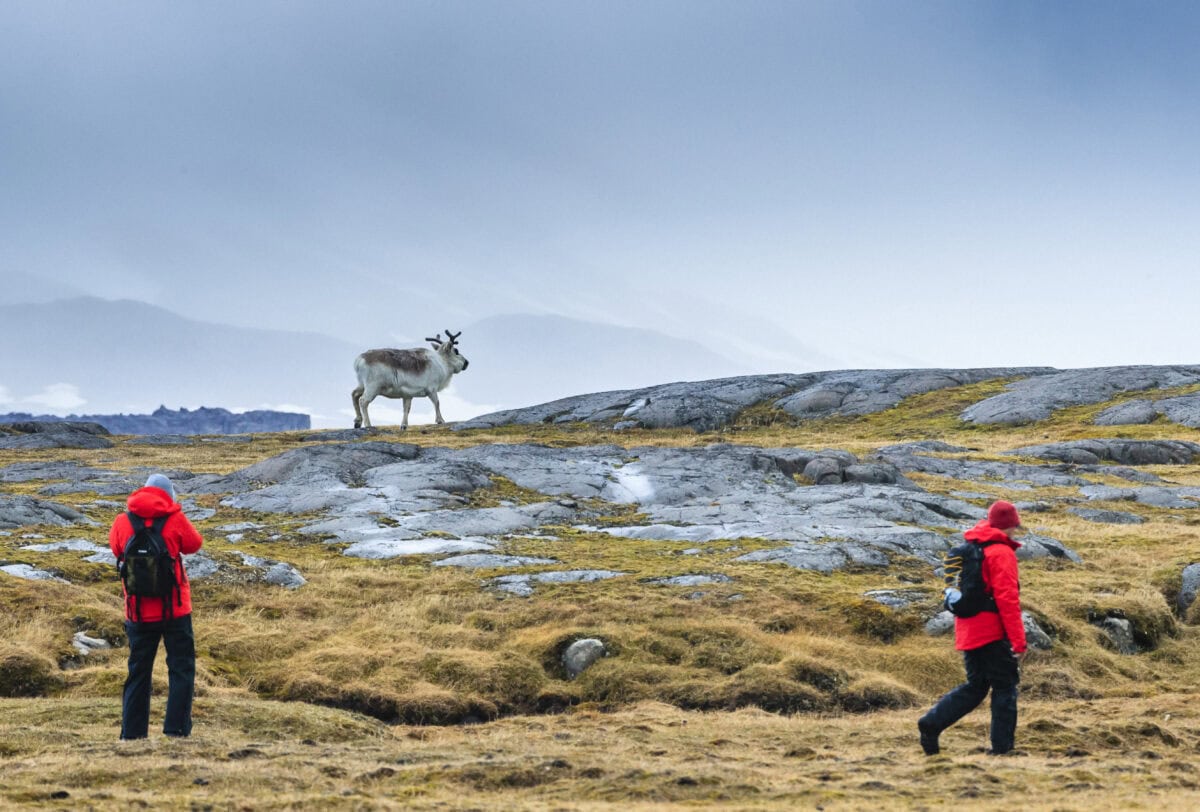 Svalbard Reindeer, Arctic Tundra, Edgeøya, Svalbard, Norway