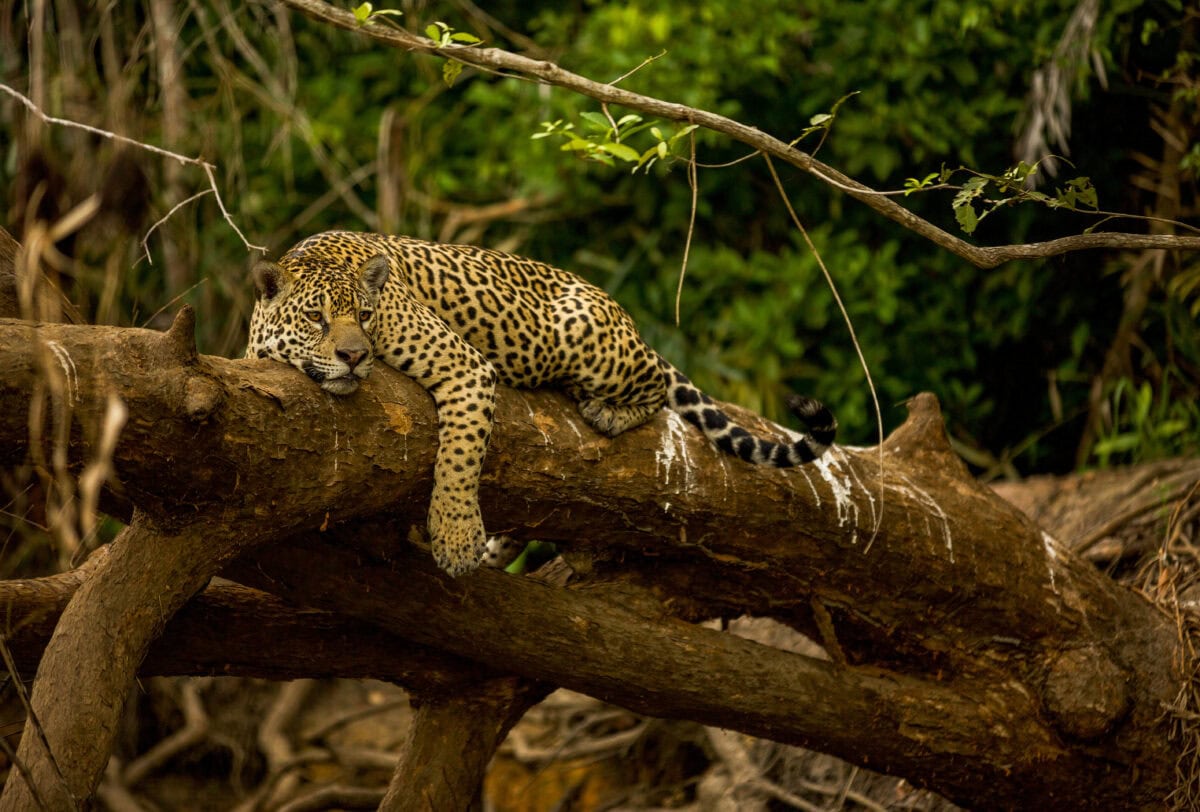 Brazilian Pantanal: The Jaguar