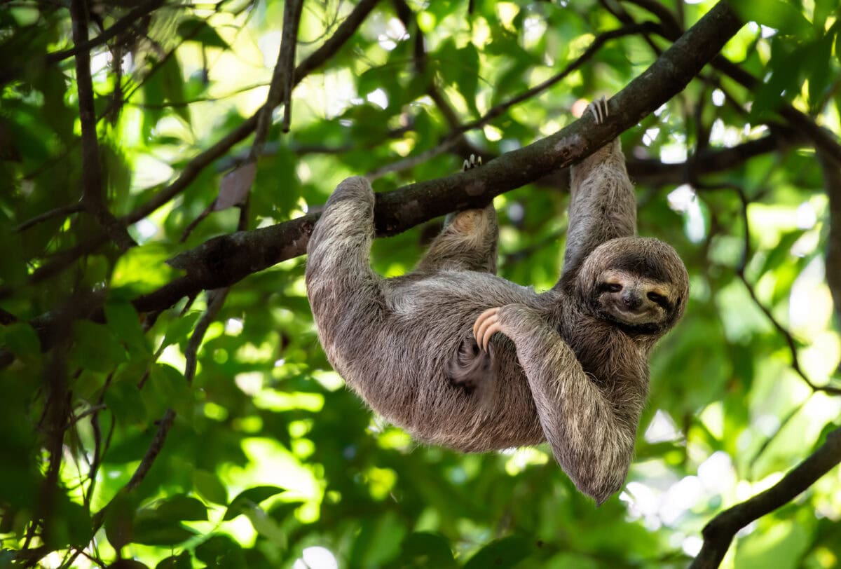 Funny sloth hanging on tree branch, cute face look, perfect port