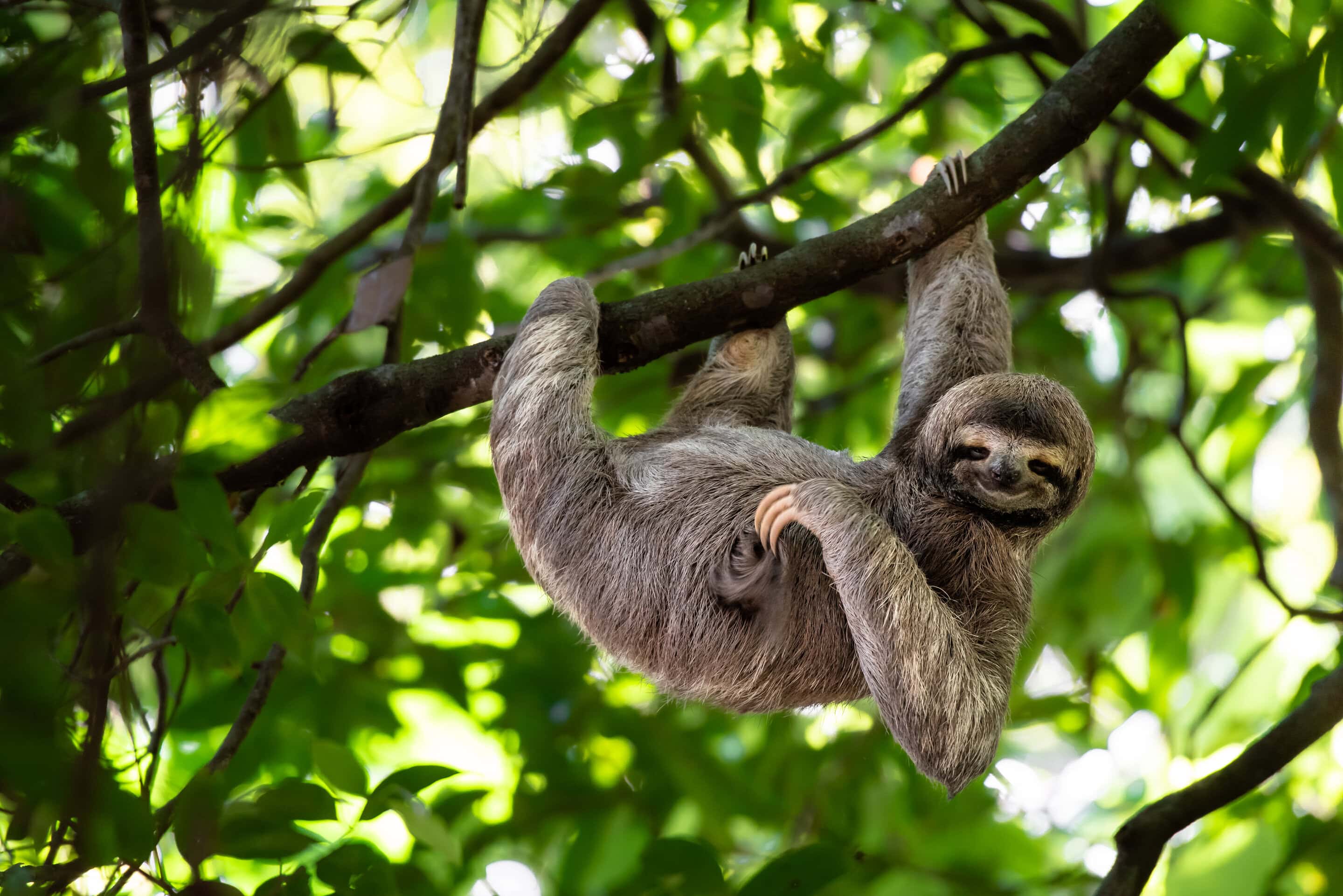 Funny sloth hanging on tree branch, cute face look, perfect port