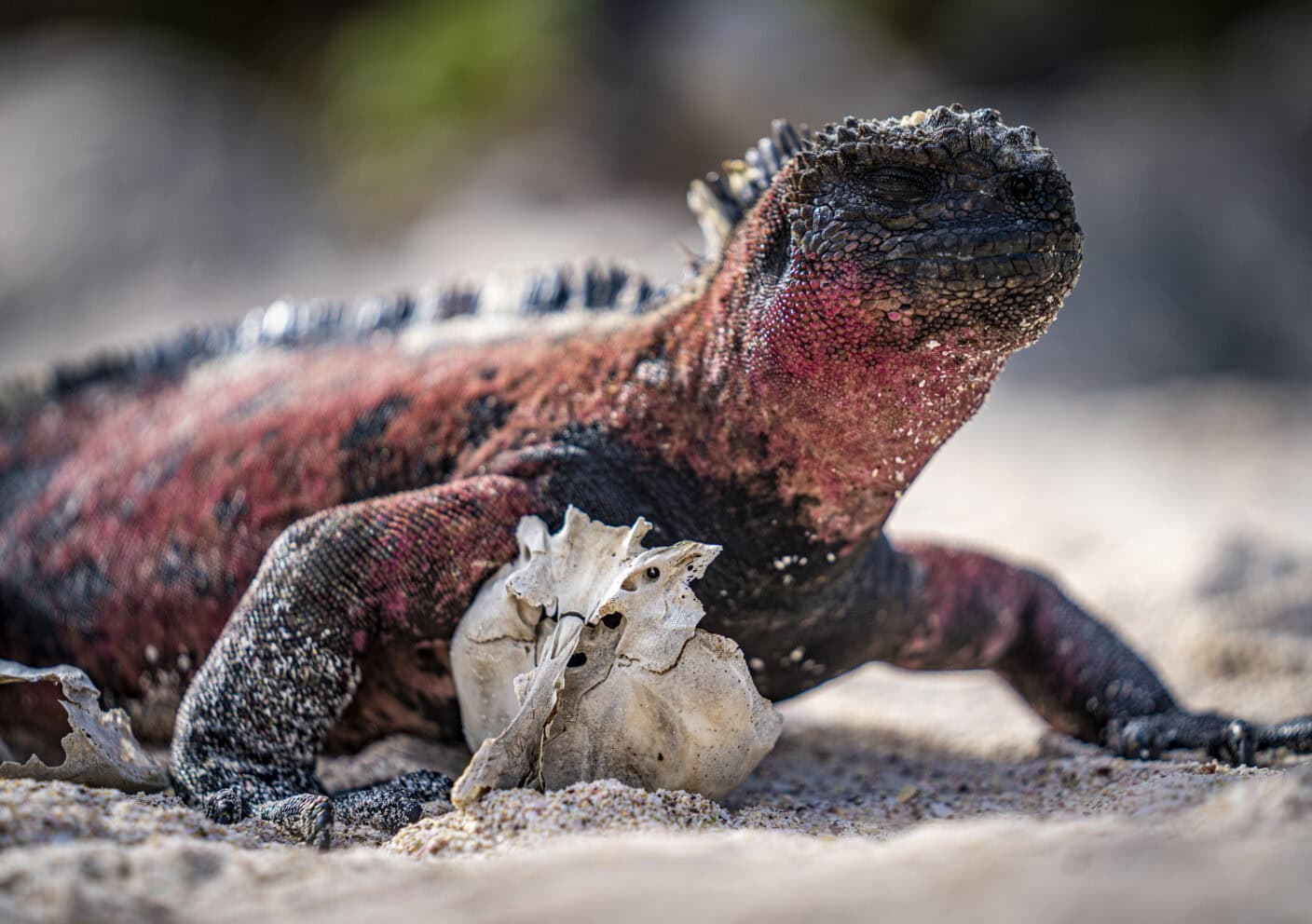 Wildlife to see during Galapagos Cruises: Marine Iguanas. 