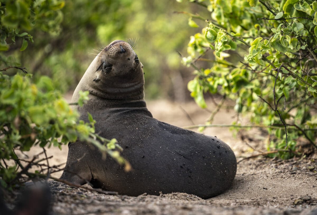 sea lion