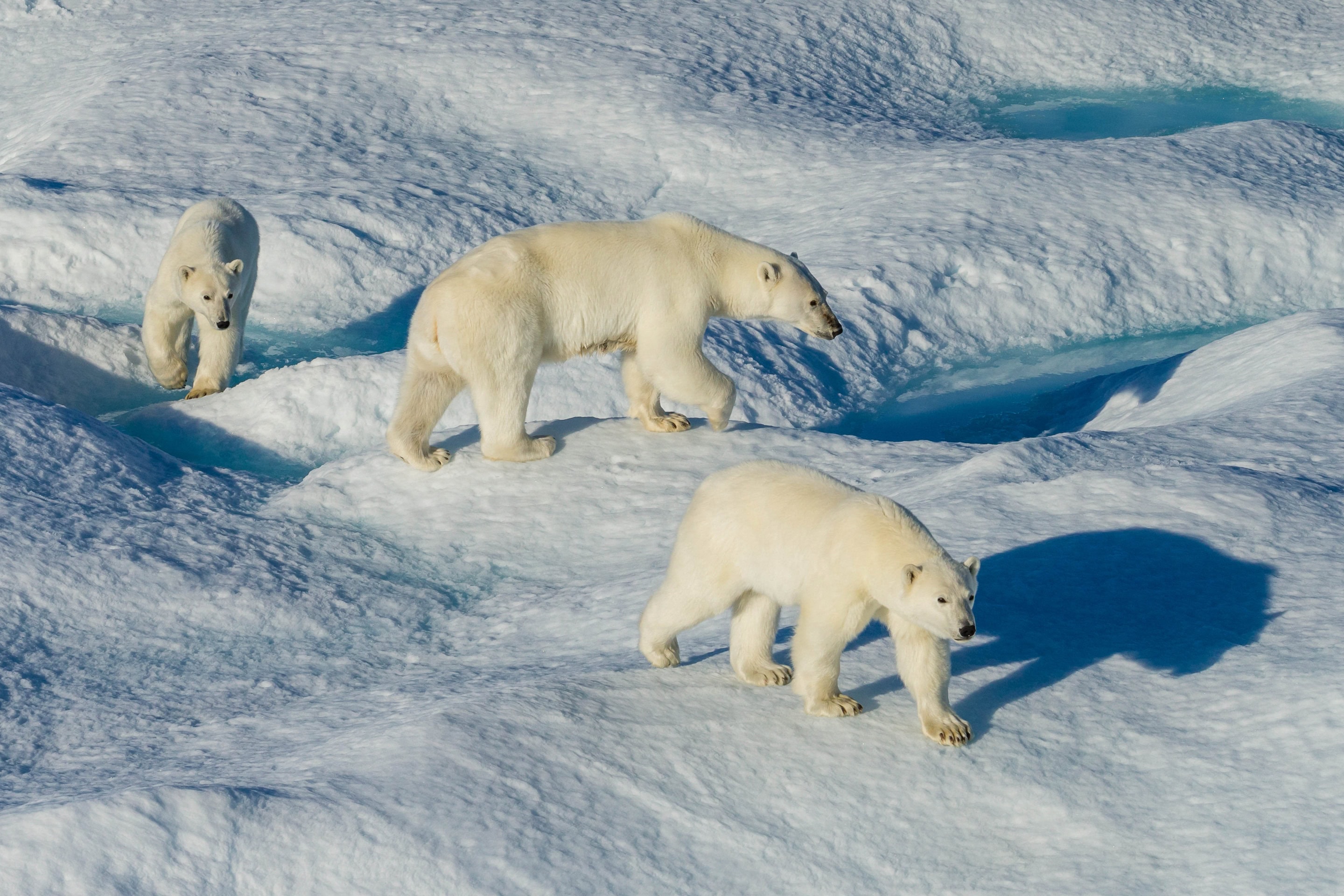 Polar Bears spotted during the High Arctic expedition aboard the National Geographic Endurance