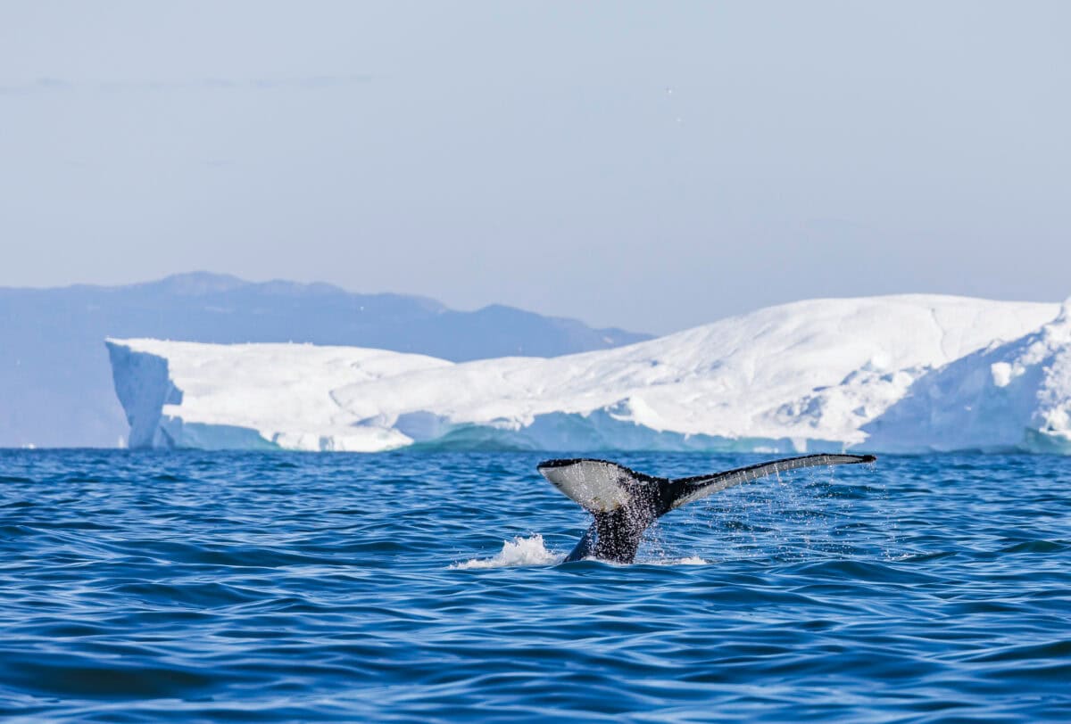 Ilulissat, western Greenland