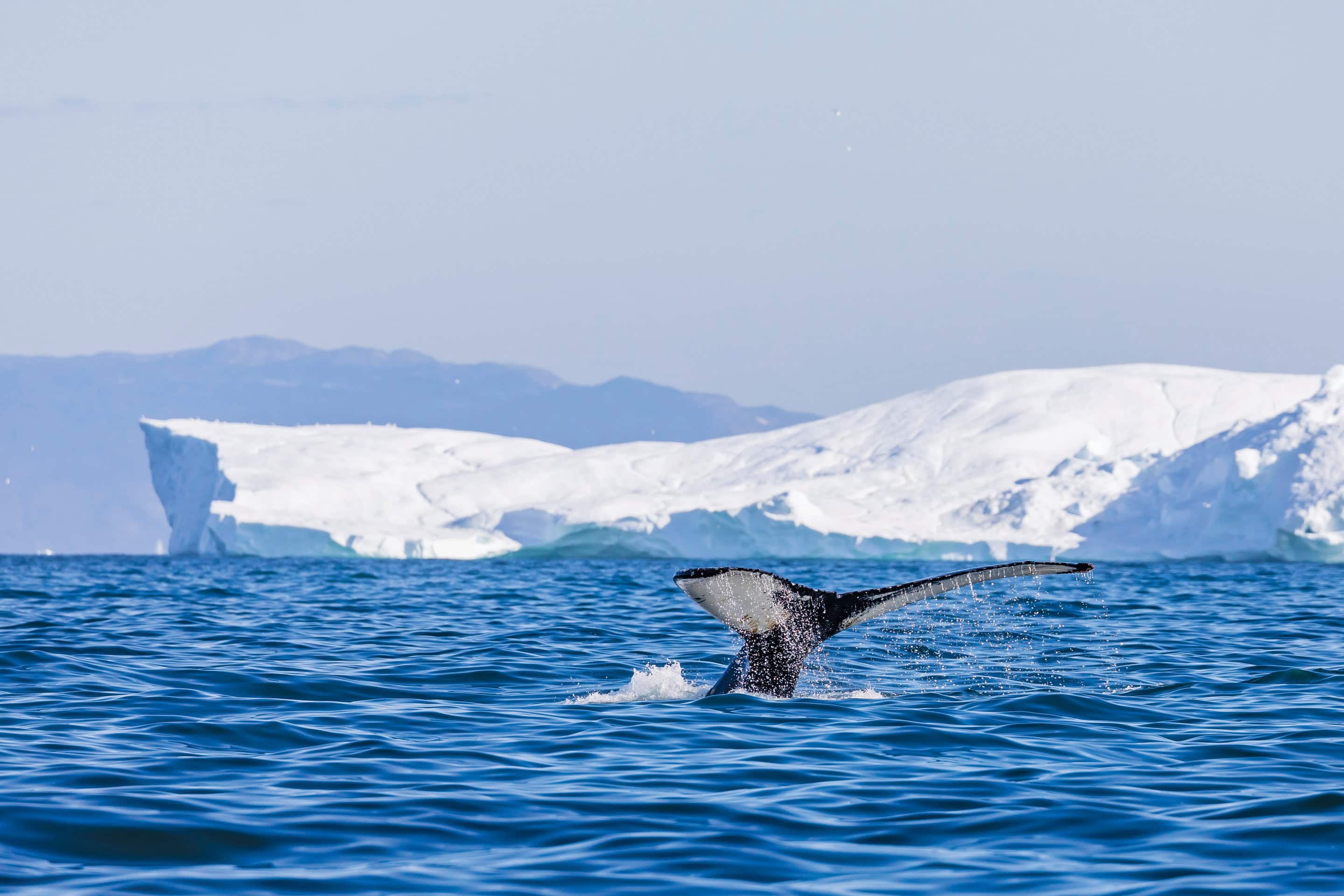 Ilulissat, western Greenland