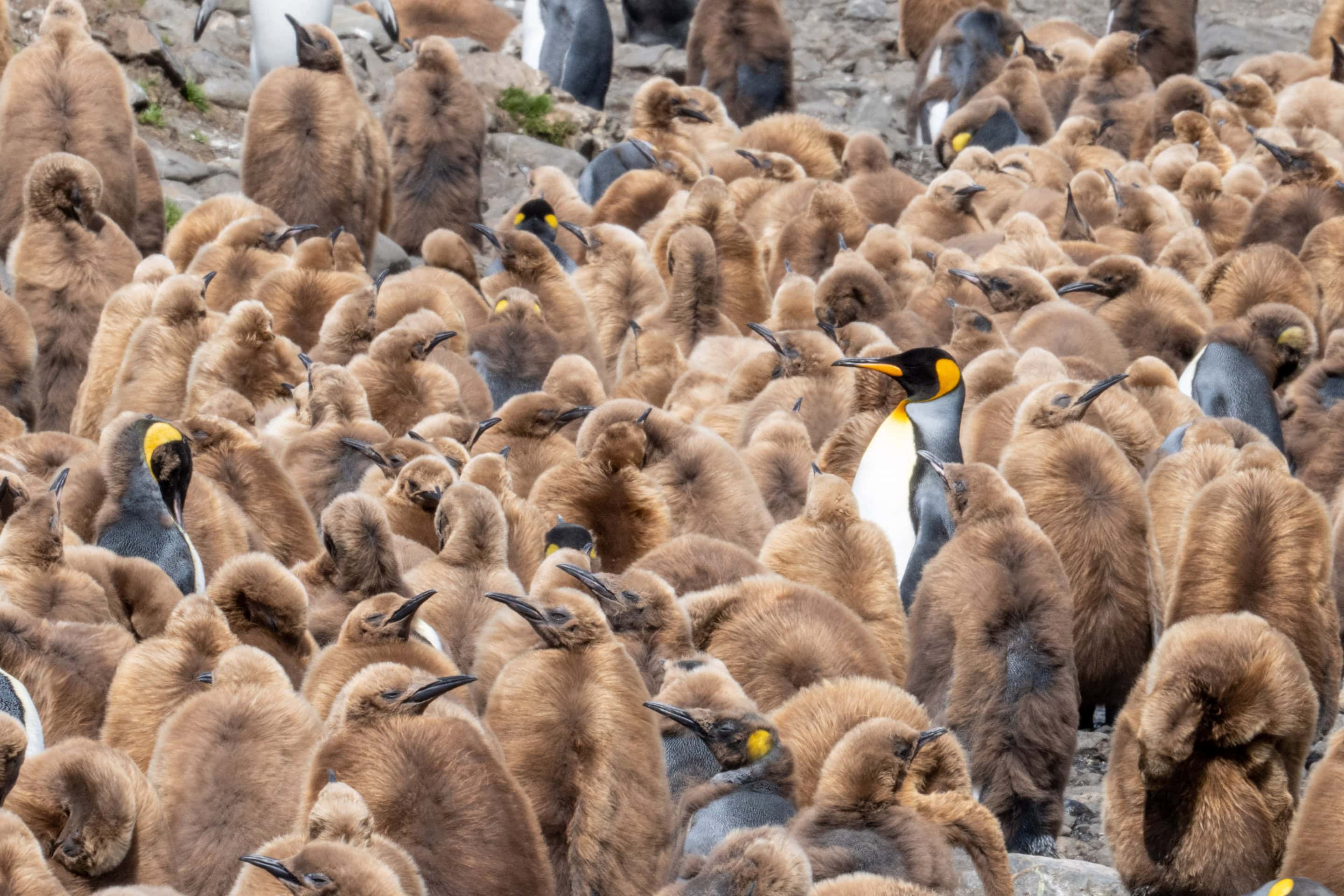 King Penguins, South Georgia, Jamie Lafferty