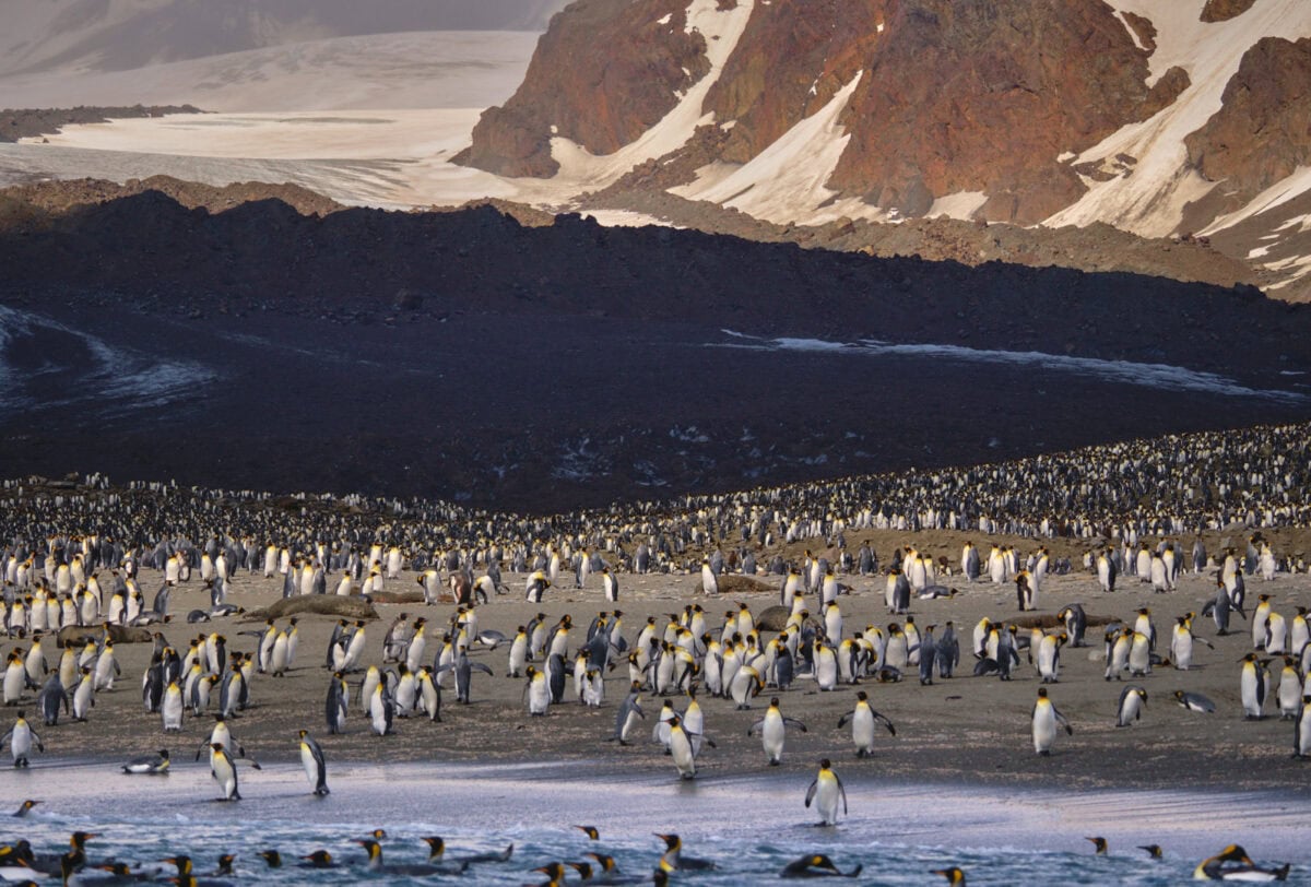 King Penguins at St. Andrews, South Georgia, Peter Eastway