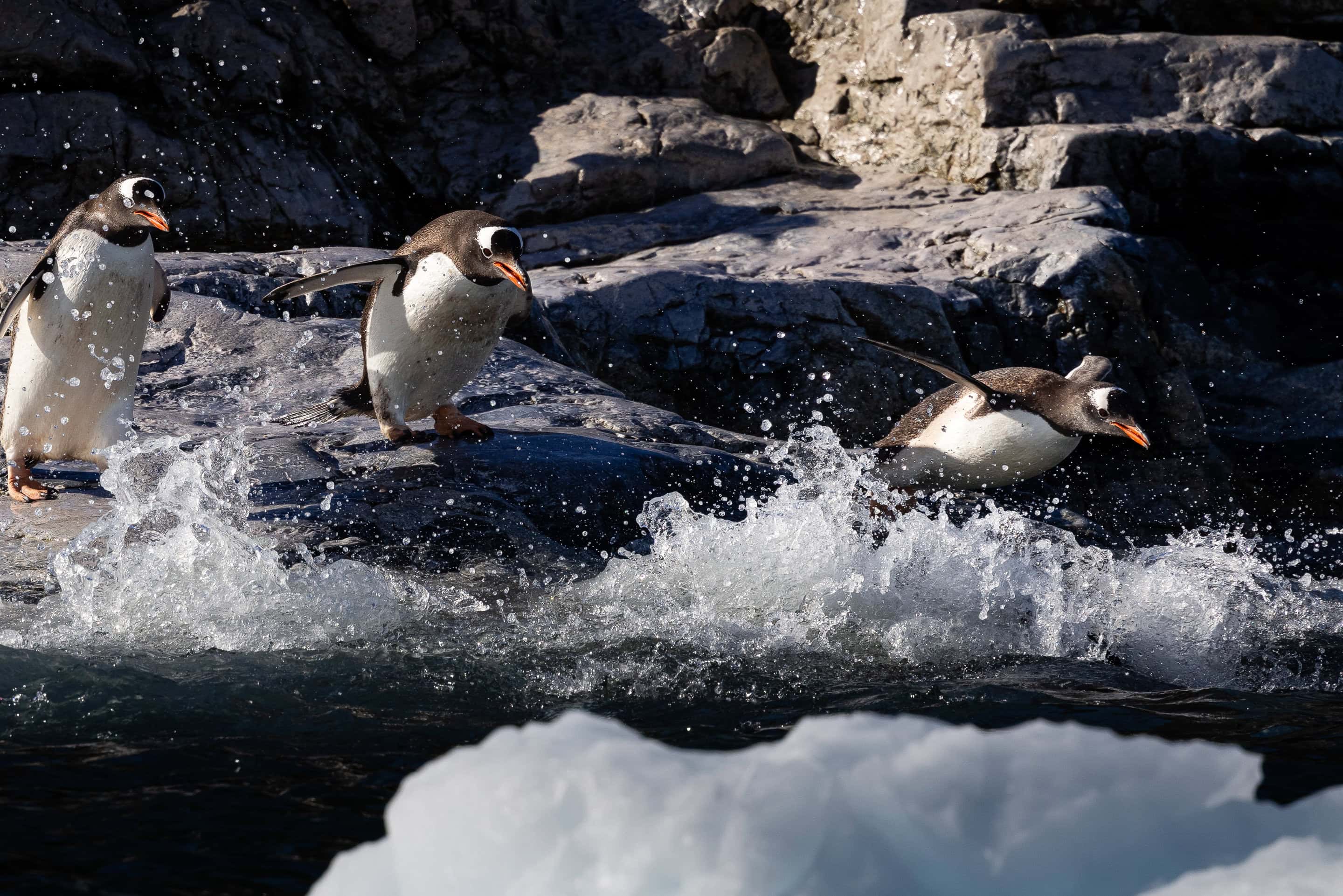 Antarctica_Cierva Cove_landscape penguin_MUnterharnscheidt_11JAN2024_013