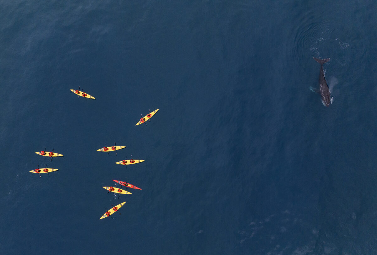 SEA_VEN_Antarctica_Cierva Cove_Kayakers with humpback drone_16 Jan 23_SC CT23_48