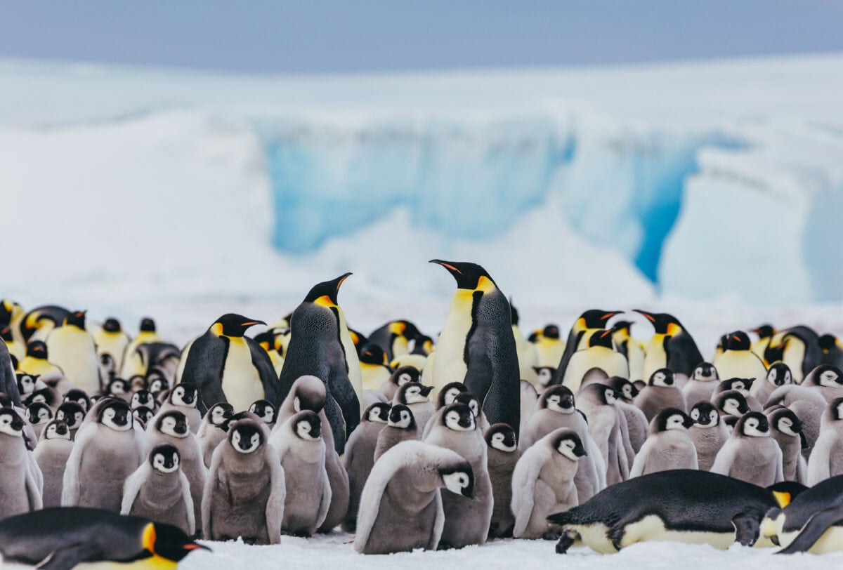 Emperor Penguins Snow Hill (146)_David-Merron