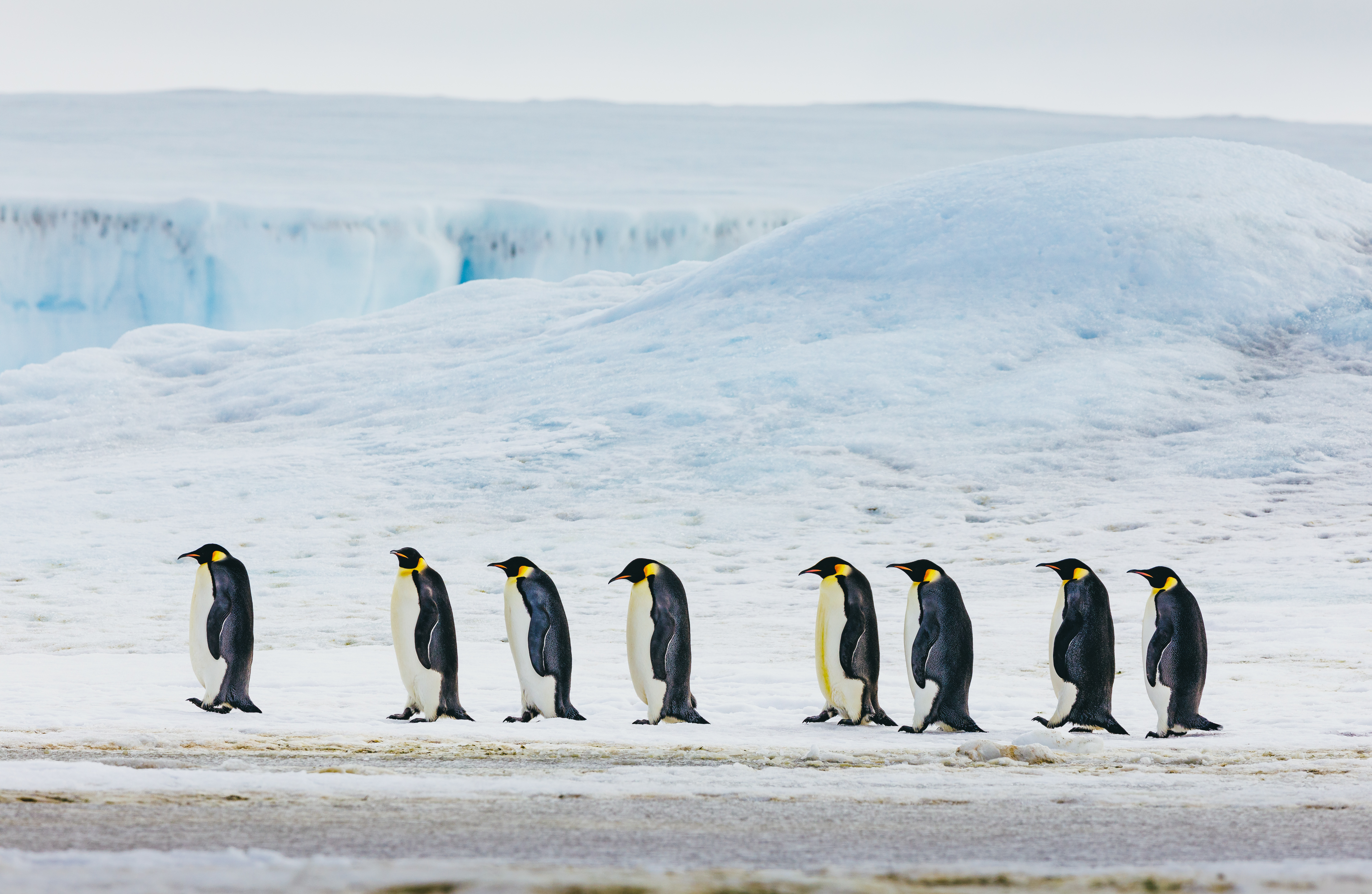 Emperor Penguins Snow Hill (18)_David-Merron