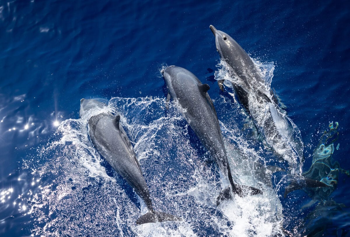 Fiji_Lautoka_dolphins_MUnterharnscheidt_21Sep2024_004