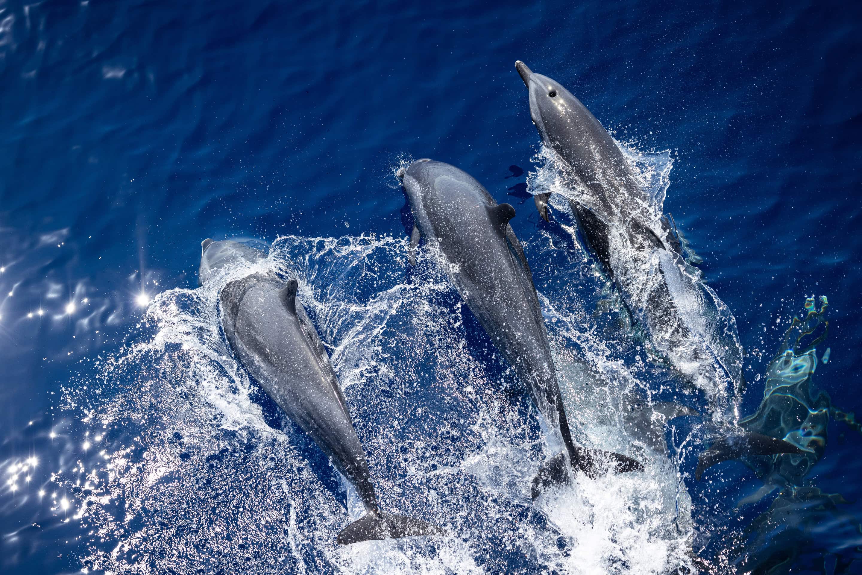 Fiji_Lautoka_dolphins_MUnterharnscheidt_21Sep2024_004