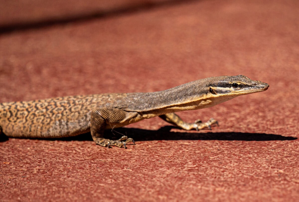 SBPU_Kimberely_KuriBay_lizard_HRogers09JULY2024